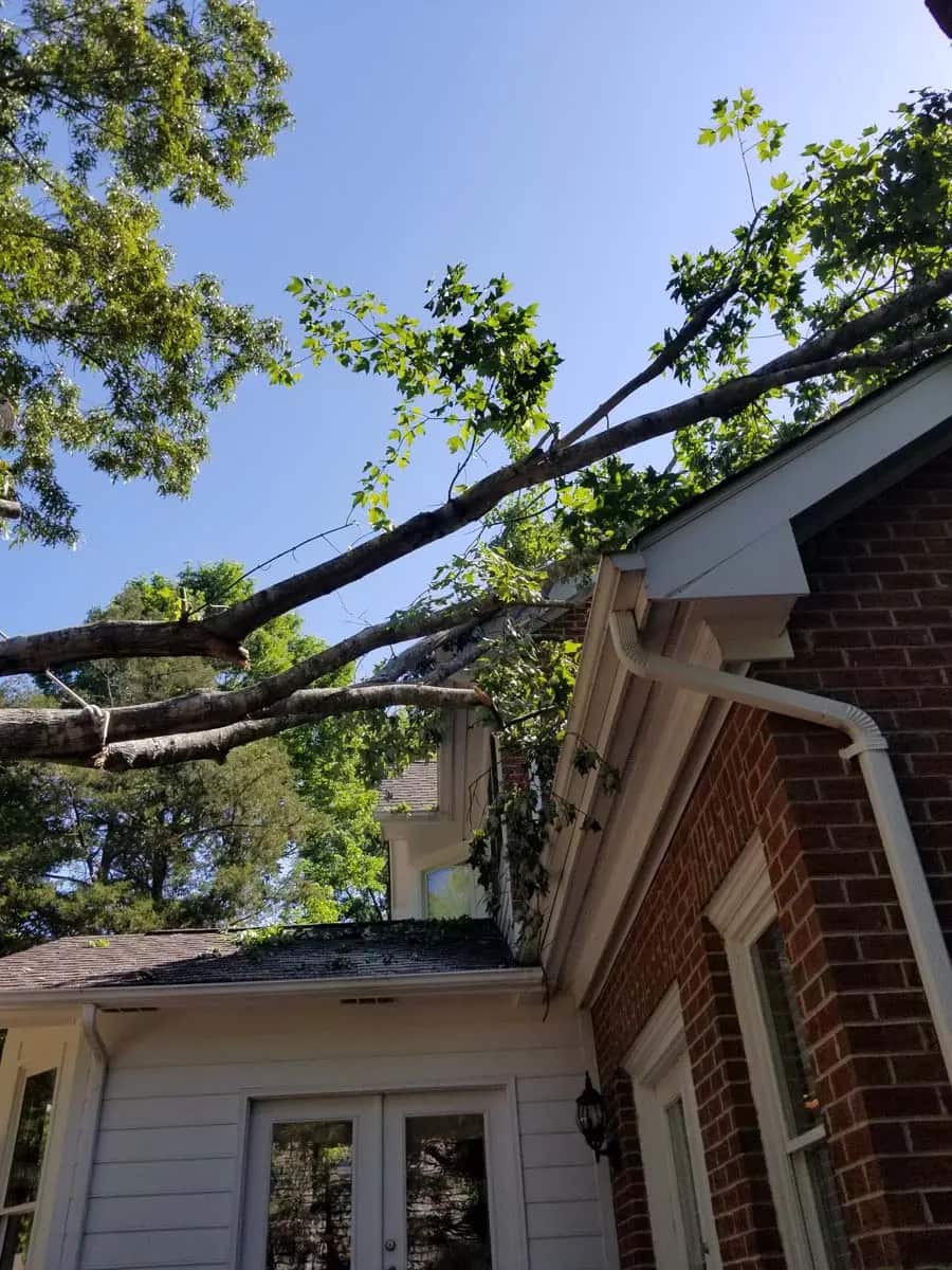 Owner and lead certified arborist Robert Jones