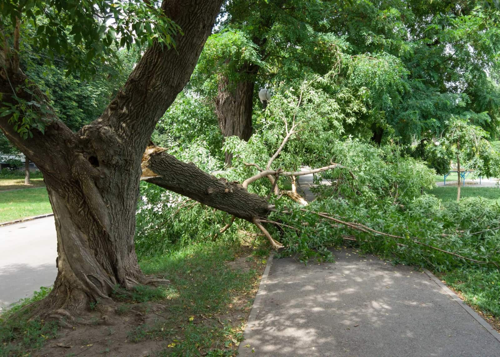 Robert Jones, founder and certified arborist