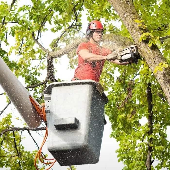 Tree removal and trimming completed work