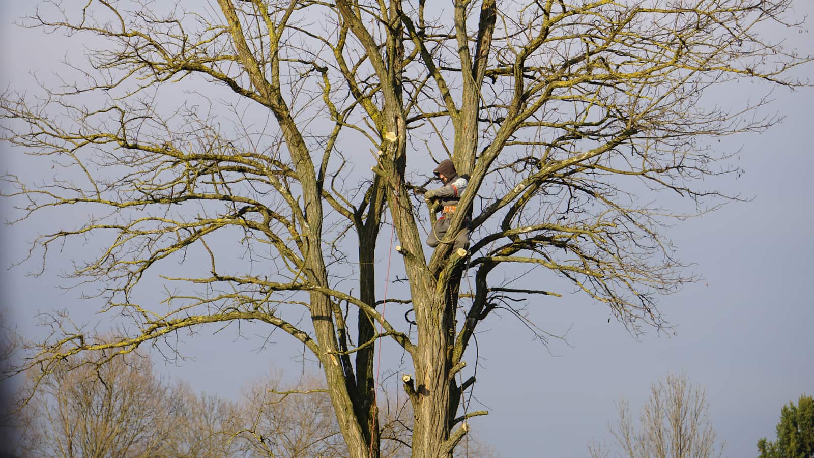 Tree fertilization services