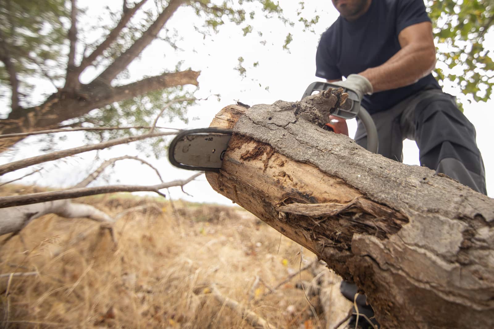 Tree pruning services