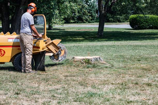 Tree and stump removal