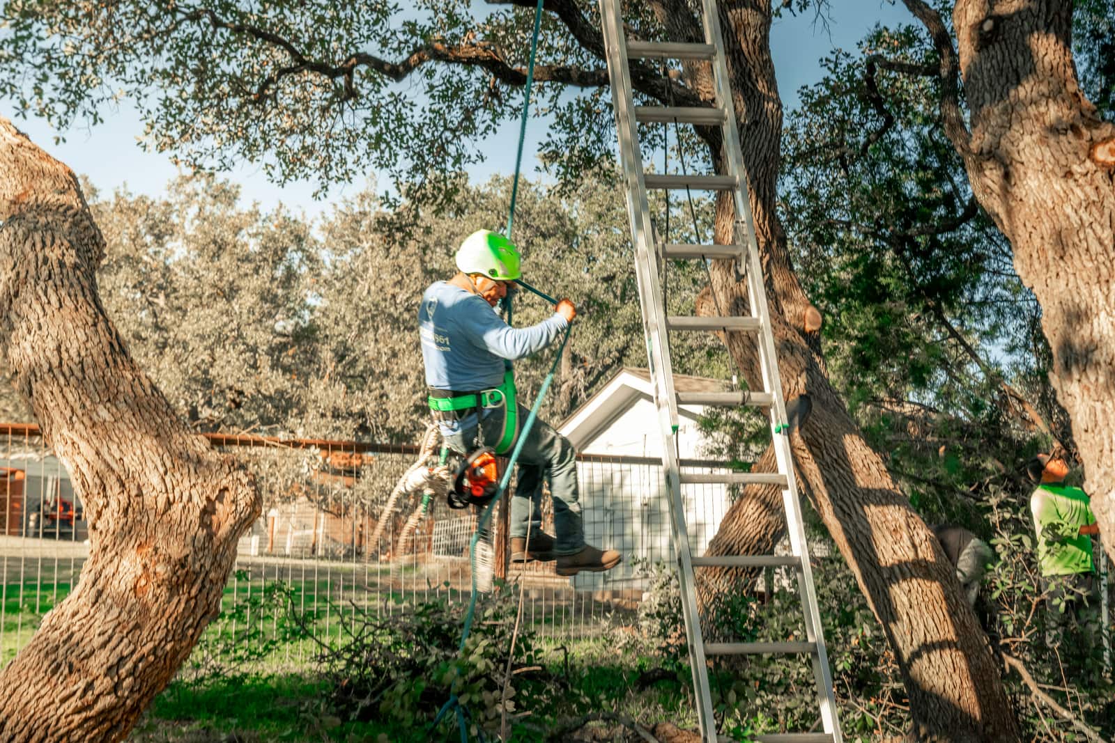 Professional tree trimming