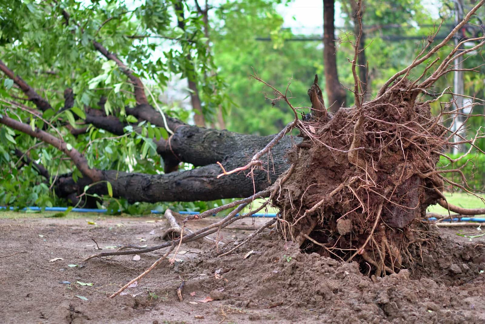 Tree services in Matthews and Charlotte NC